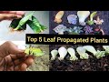 5 अमूल्य (महंगे)पौधे जो पत्ती से उग सकते हैं। Leaf Growing Plants #LeafPropagation #PlantsFromLeaf