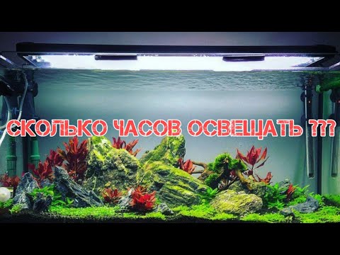 СКОЛЬКО ЧАСОВ ДОЛЖЕН ГОРЕТЬ СВЕТ В АКВАРИУМЕ