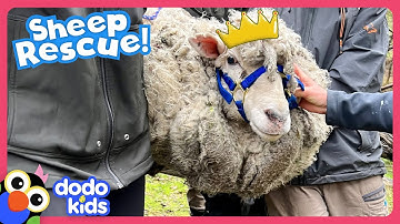 Sheep With Over 50 POUNDS Of Extra Wool Needs Our Help | Dodo Kids | Rescued!