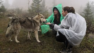 ВОЛК СПАС ПОТЕРЯВШИХСЯ Девушек из леса