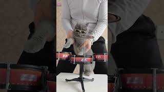 Cute Cat Playing Drums😀#Shorts  #Cute #Funny