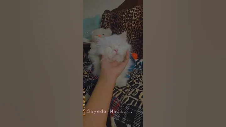 Watch the video about Cute Persian male cat relaxing 😎 #shortsfeed #trandingshorts #shorts