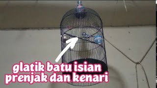 glatik batu banyak isian/ prenjak gunung,kenari dan wucit wucit