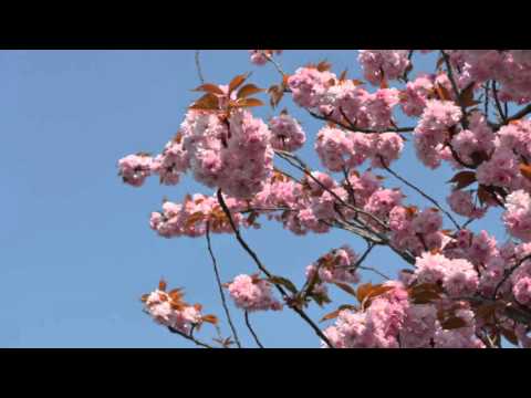 Video: Kirschblüten in Deutschland