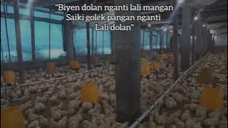 story wa ayam broiler