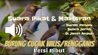 Suara Pikat \u0026 Masteran mp3 CUCAK WILIS/Rengganis - Di Jamin Ampuh