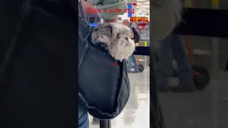 Such a cute dog just chilling in a bag of its owner at Walmart Mississauga, Ontario, Canada. Such a cute dog just chilling in a bag of its owner at Walmart Mississauga, Ontario, Canada.