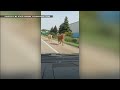 Video shows bull and cow running loose along US-131