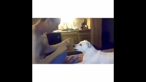 Olha como o cachorro se pergunta como ele fez isso?
