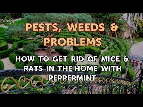 How to Get Rid of Mice & Rats in the Home With Peppermint - YouTube