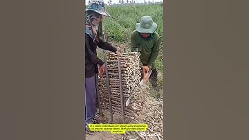 Processing Cassava Stems for Cultivation