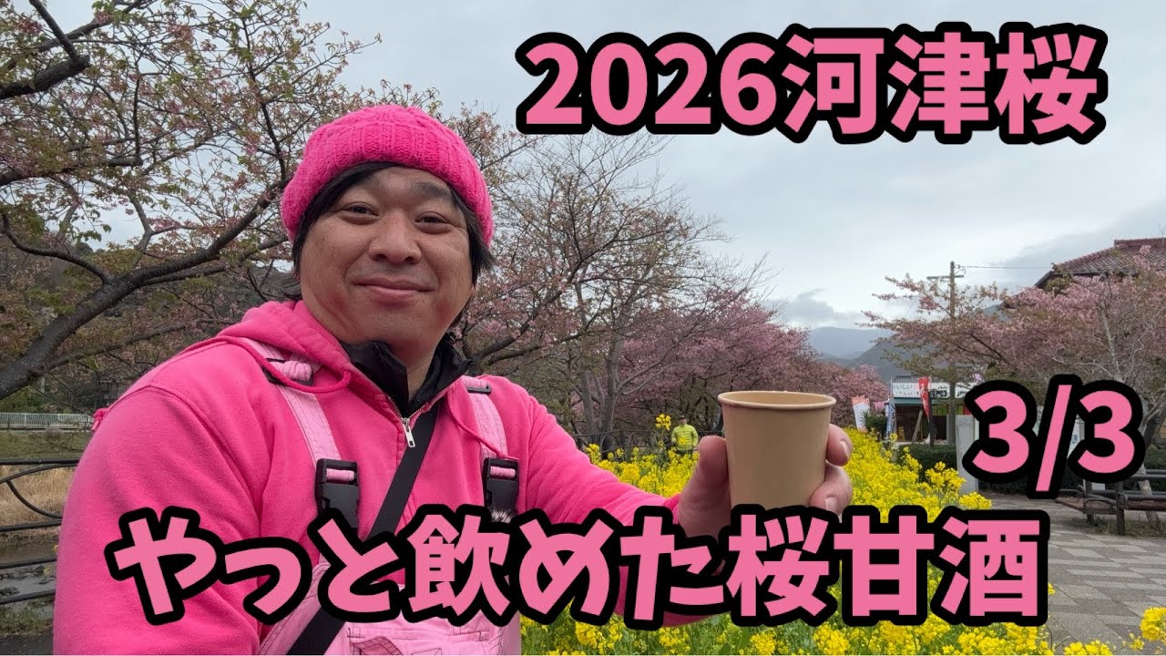 2026 Kawazu Cherry Blossom] 3/3 Sakura Amazake Flowering