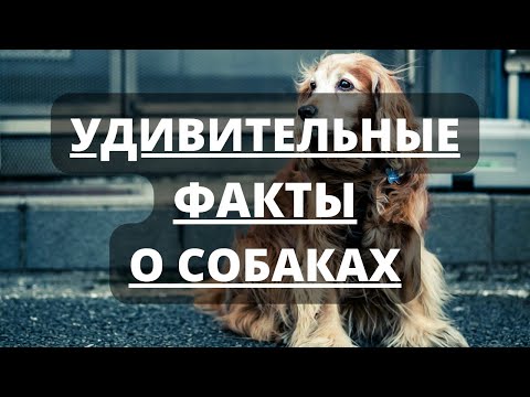 Самые Удивительные и Интересные факты о собаках