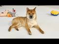 我が家の後住犬ゆきちについてお伝えしたいことがあります