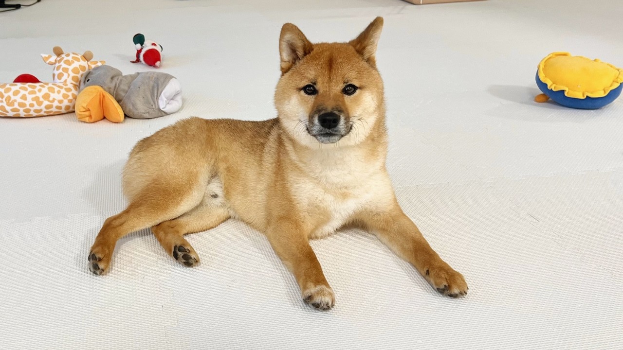 我が家の後住犬ゆきちについてお伝えしたいことがあります