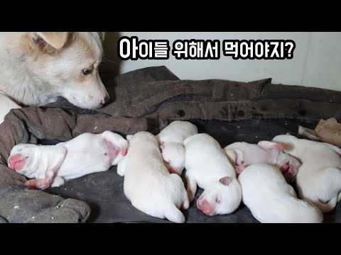 아기강아지 9마리 출산후 밥을 주어도 안먹는 어미개 그래서 이렇게 해보았습니다?