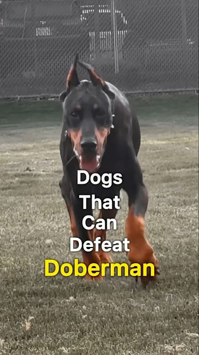 Dogs that can defeat Doberman #youtubeshorts #dogbreed #ytshorts