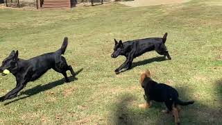 German Shepherd dogs and PUPPIES with GSM