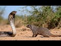 The Lethal Strategies of Both Combatantsុ, Mongoose vs Cobra