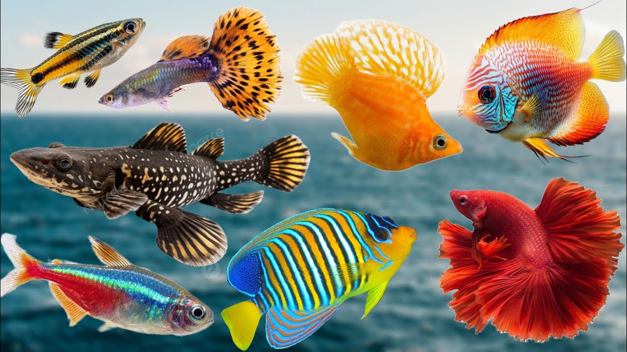 Fishes Sounds For Kids | Animals Sounds | Fishes Sounds 