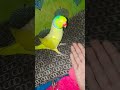 #parrot #nonstoptalkingparrot #funny #talkingparot