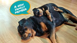 my dog meets puppy  for the first time | Rottweiler puppy | the rott puppy |