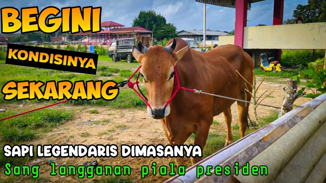 SAPI INI PERNAH MERAJAI KARAPAN SAPI DI MADURA || SEKARANG BEGINI KONDISINYA