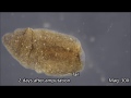 Planaria Regeneration Time-lapse