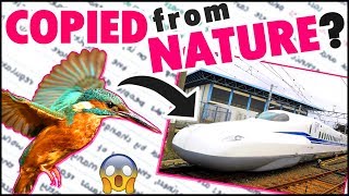 SECRET Of ENGINEERS-See How Engineers Copy Designs From Nature -Biomimicry|BIOLOGY BYTES