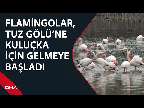 Baharın müjdecisi flamingolar, Tuz Gölü’ne kuluçka için gelmeye başladı