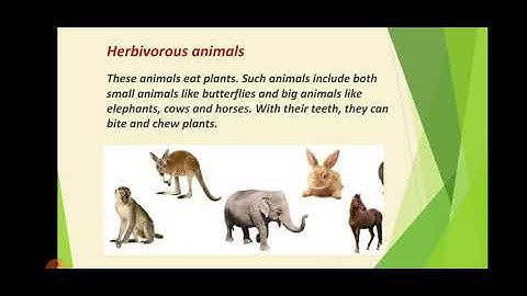 Class III EVS Chapter 7 (The Animal World)