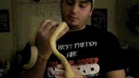 Albino Tiger Reticulated python