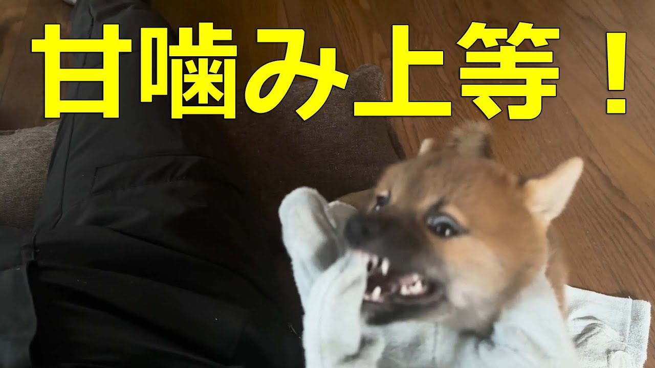 【柴犬みき】♯15生後75日目 甘噛みなんか怖くない！[Miki Shiba Inu] Don't be afraid of sweet ...