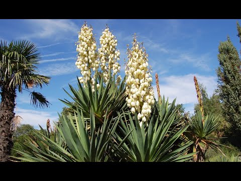 Video: Razdvajanje biljaka Yucca: Naučite kako podijeliti Yucca