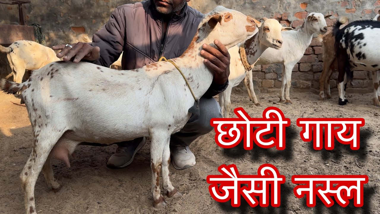 छोटी गाय जैसी नस्ल में बरबरी बकरी नस्ल बिकाऊ goat farming 
