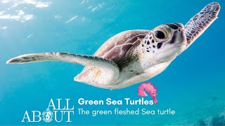 All About Green Turtle - The Smiling Seahorse