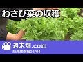 わさび菜収穫！一株でいくら？ - 柴海農園