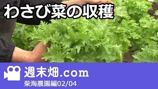 わさび菜収穫 一株でいくら 柴海農園 Youtube