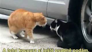 Mluvící kočky (CZ SUB)