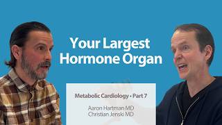 Why Your Blood Vessels Are the Largest Hormone Organ in Your Body