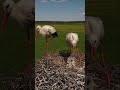 Аисты прилетели!
