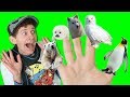 Finger Family Song - Winter Animals | What Do You See? Animals Songs | Learn English Kids