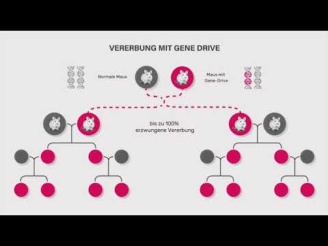 Video: Einverständniserklärung Und Engagement Der Gemeinschaft In Der Freilandforschung: Lehren Für Die Gen-Drive-Wissenschaft