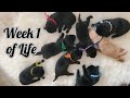 Raising A Litter~Week One ~ENS~What You Need to be Alert For!~The Retriever Nation