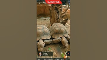 Discovering a Giant Tortoise on google maps and google earth 🌍 #shorts #youtubeshorts #shortsfeed