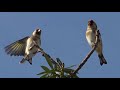 Pajaros grabados en pleno campo Silvestrismo calidad 4K