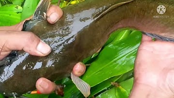 câu cá trê sông bỏ xuống ăn liền quá đã các ban ơi ...chắc chắn TV