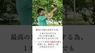 【父の日にも】1箱2～15万円の佐藤錦【山形さくらんぼ品評会】