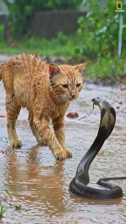 Download lagu diam kaya patung, #cat #funny #cute #animals #snake #kitten #ai #ular #ularcobra #ularkasur