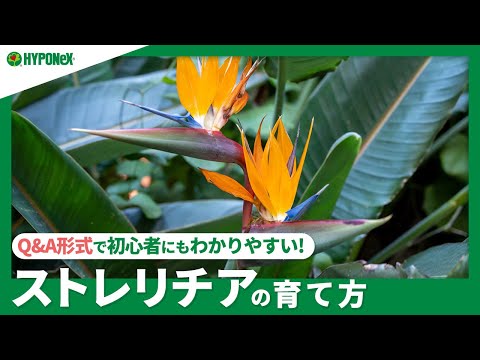 黄色い鳥の楽園の育て方｜初心者でも失敗しないコツ